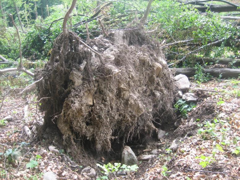 Obrázek vložený uživatelem