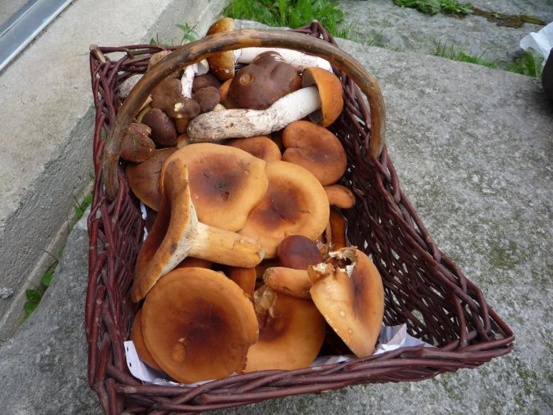 Obrázek vložený uživatelem