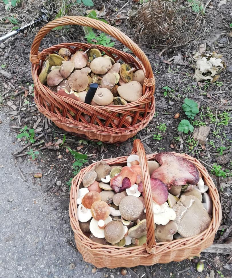 Obrázek vložený uživatelem