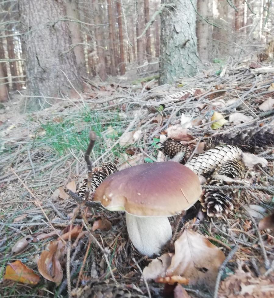 Obrázek vložený uživatelem