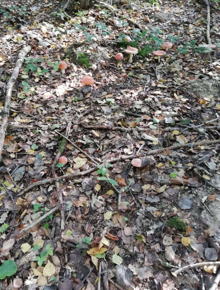 Obrázek vložený uživatelem