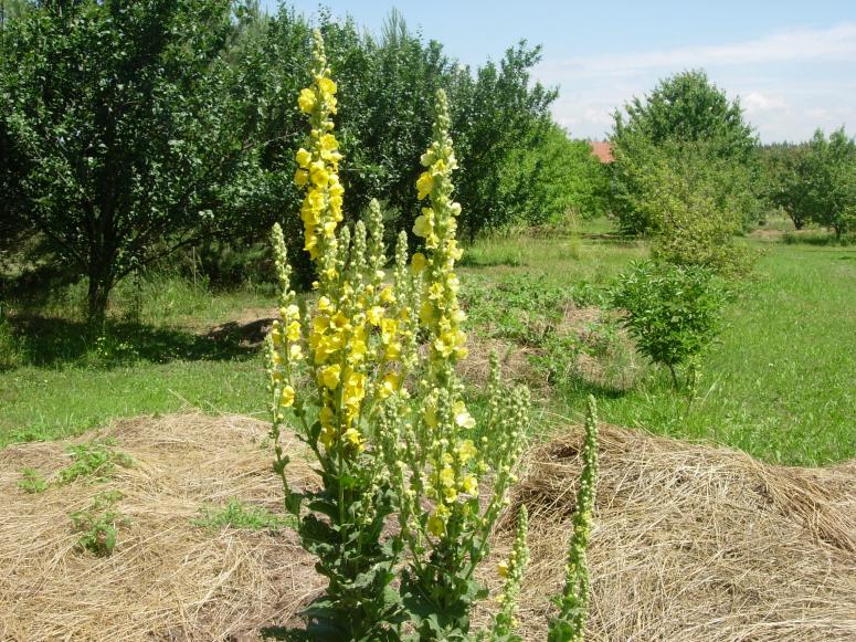 Obrázek vložený uživatelem