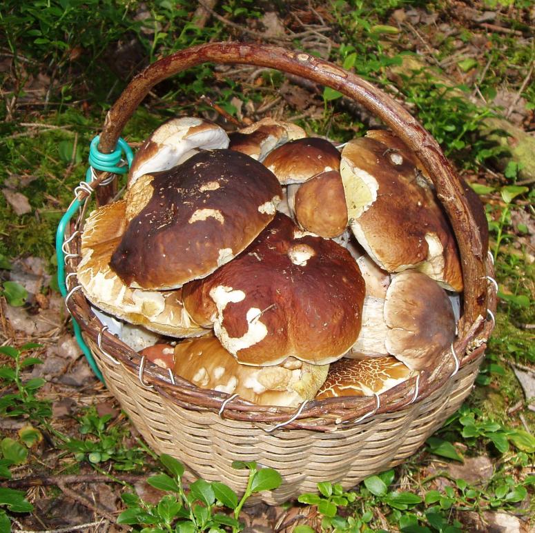 Obrázek vložený uživatelem