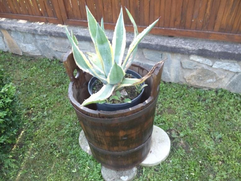 Obrázek vložený uživatelem