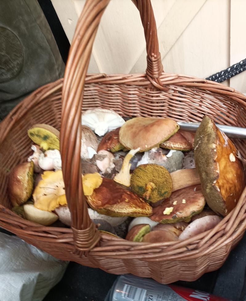 Obrázek vložený uživatelem
