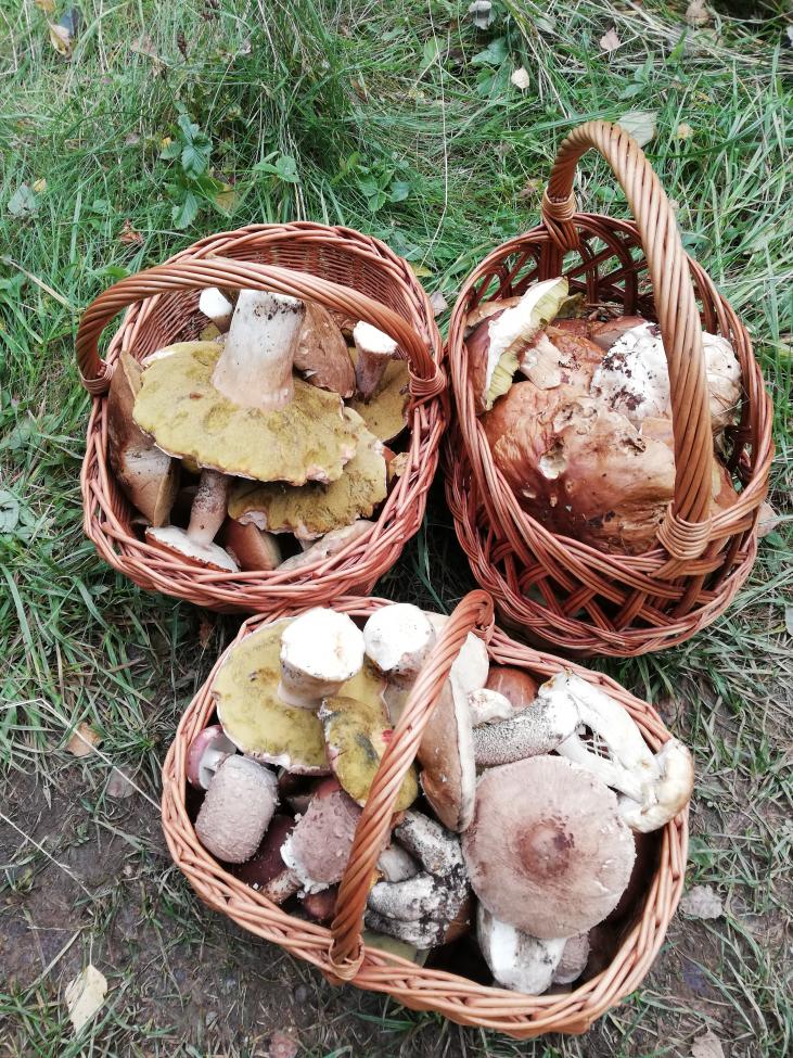 Obrázek vložený uživatelem