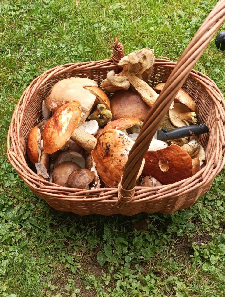 Obrázek vložený uživatelem