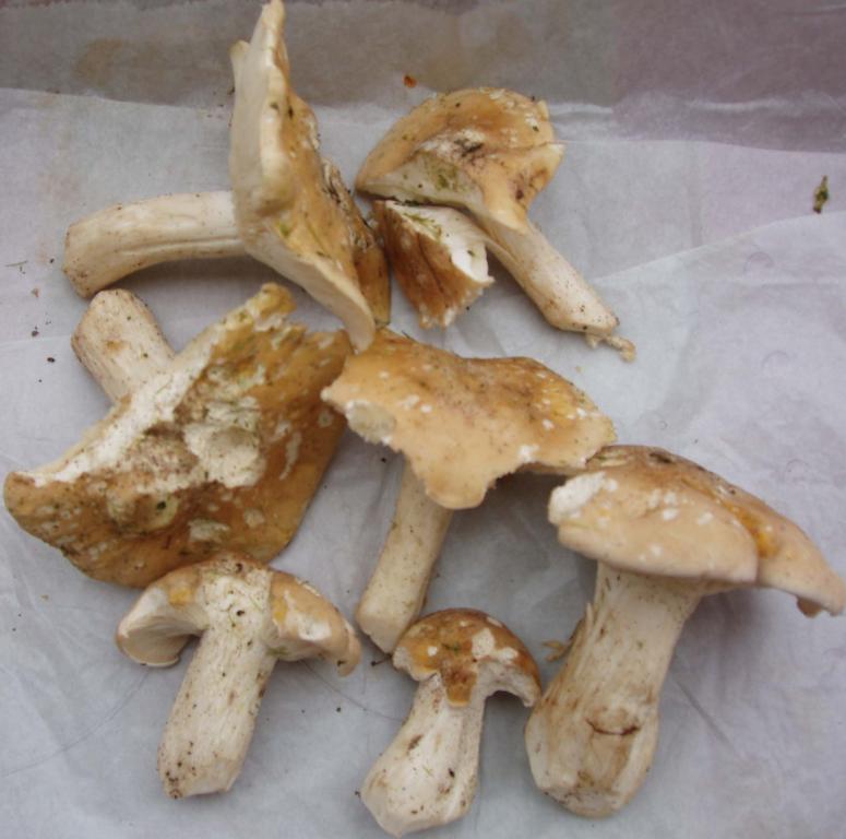 Obrázek vložený uživatelem
