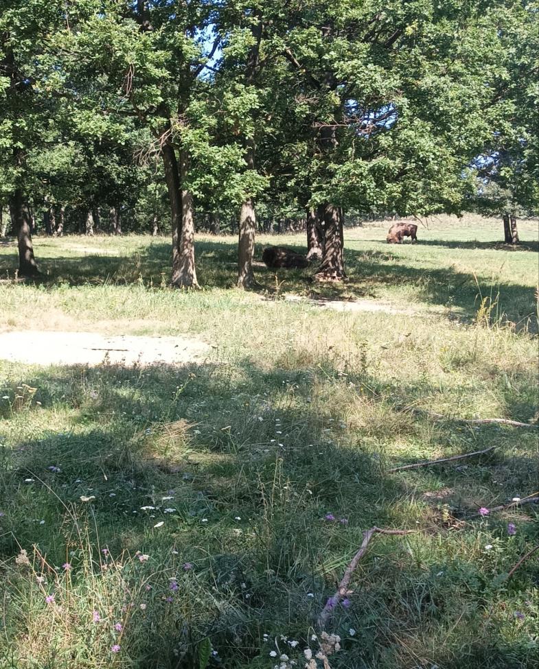 Obrázek vložený uživatelem