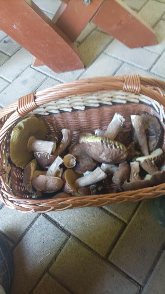 Obrázek vložený uživatelem