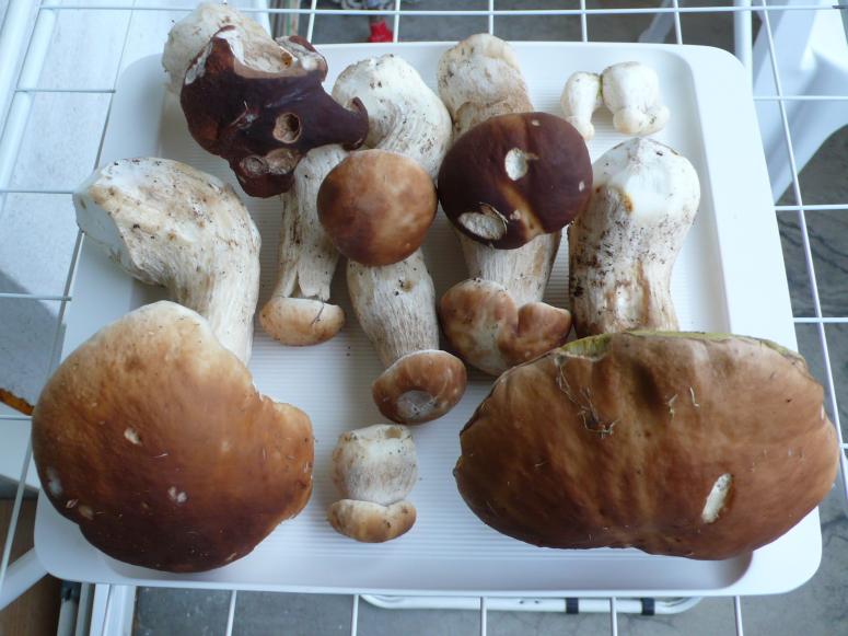 Obrázek vložený uživatelem